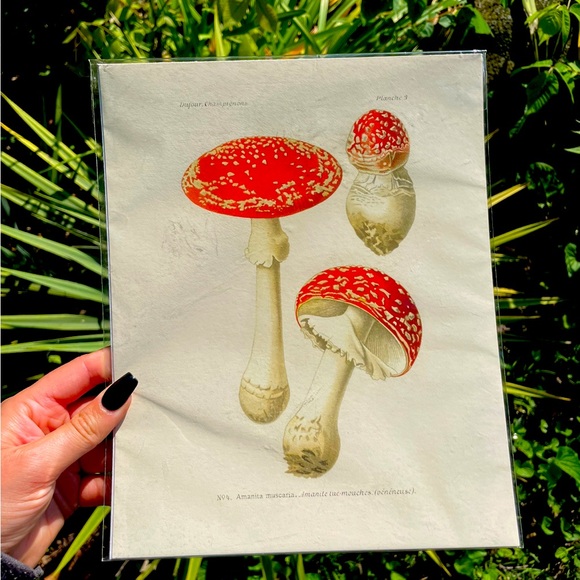 Magic Mushrooms Print By Curious Prints - Picture 1 of 8